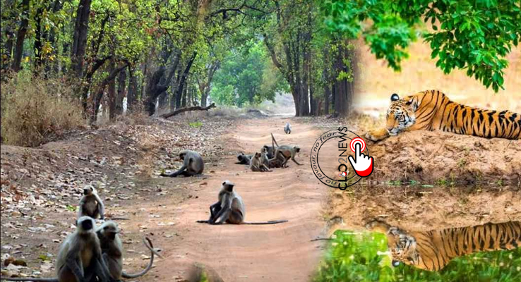 prevent deforestation